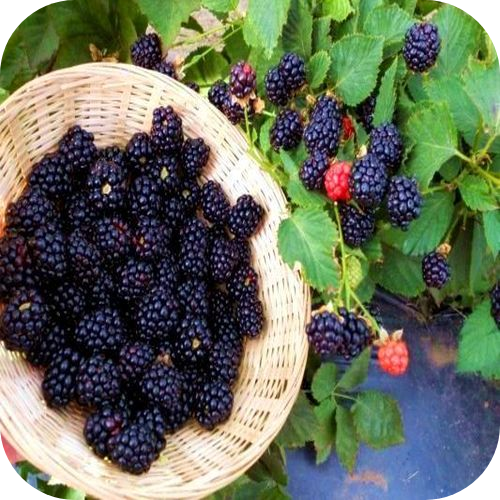 Саженцы Ежевики "Агавам" > описание, цена
