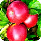 Яблоня "Белорусское Сладкое" 